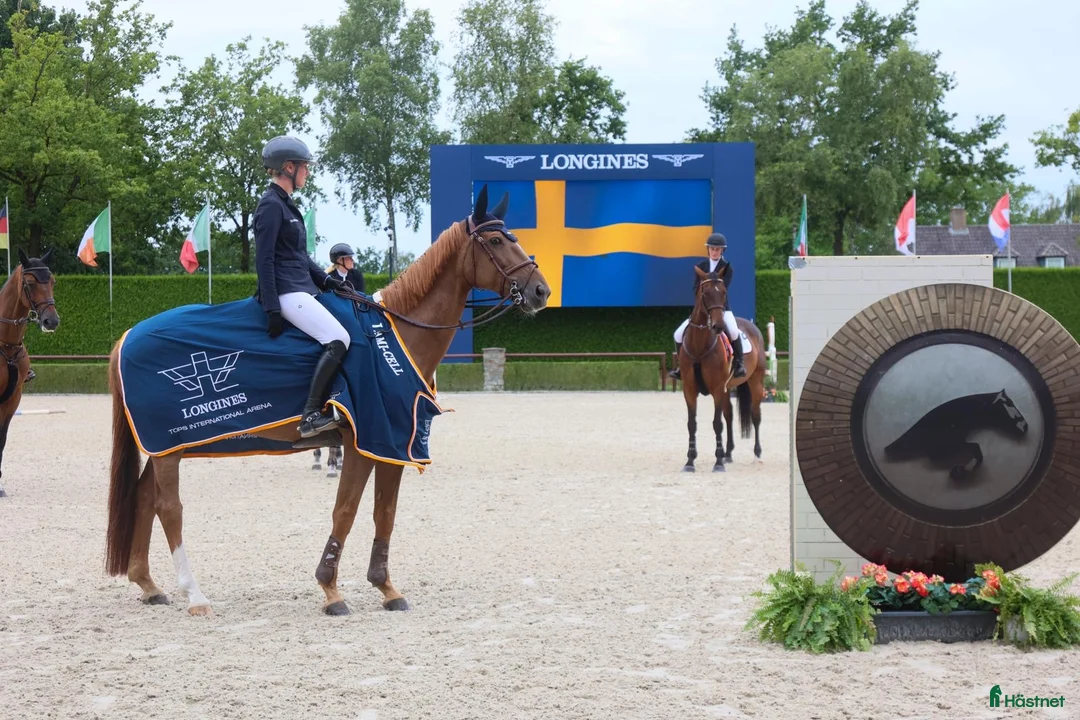  hästjobb finnes: Praktikplats finnes i Bjärred - Annons 3