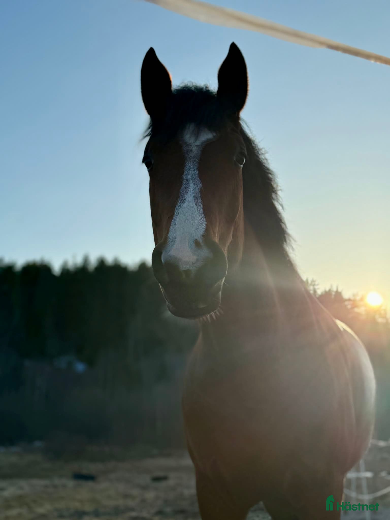  hästar Sto som blir vad du gör henne till - Annons 2