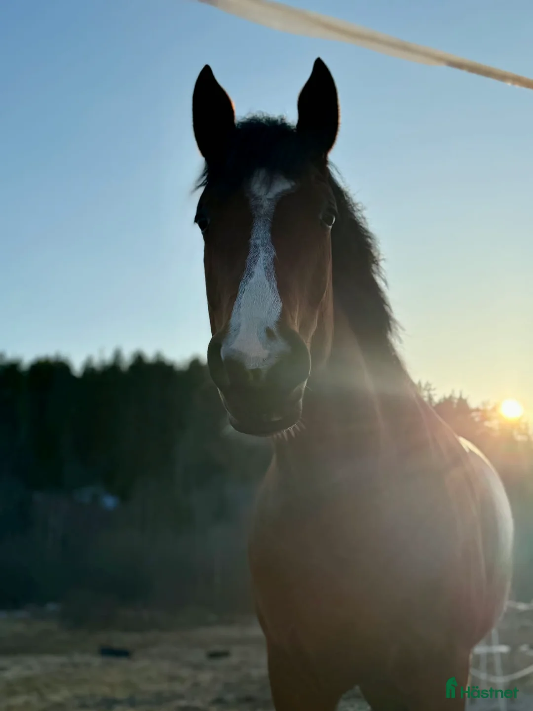 Allround hästar till salu: Sto som blir vad du gör henne till - Annons 1