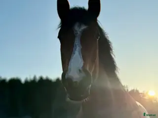 hästar Sto som blir vad du gör henne till - Annons 2