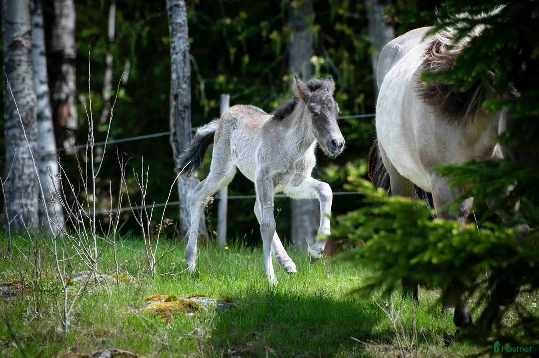 Island hästar till salu: 1-årigt sto e Toppur - Annons 3