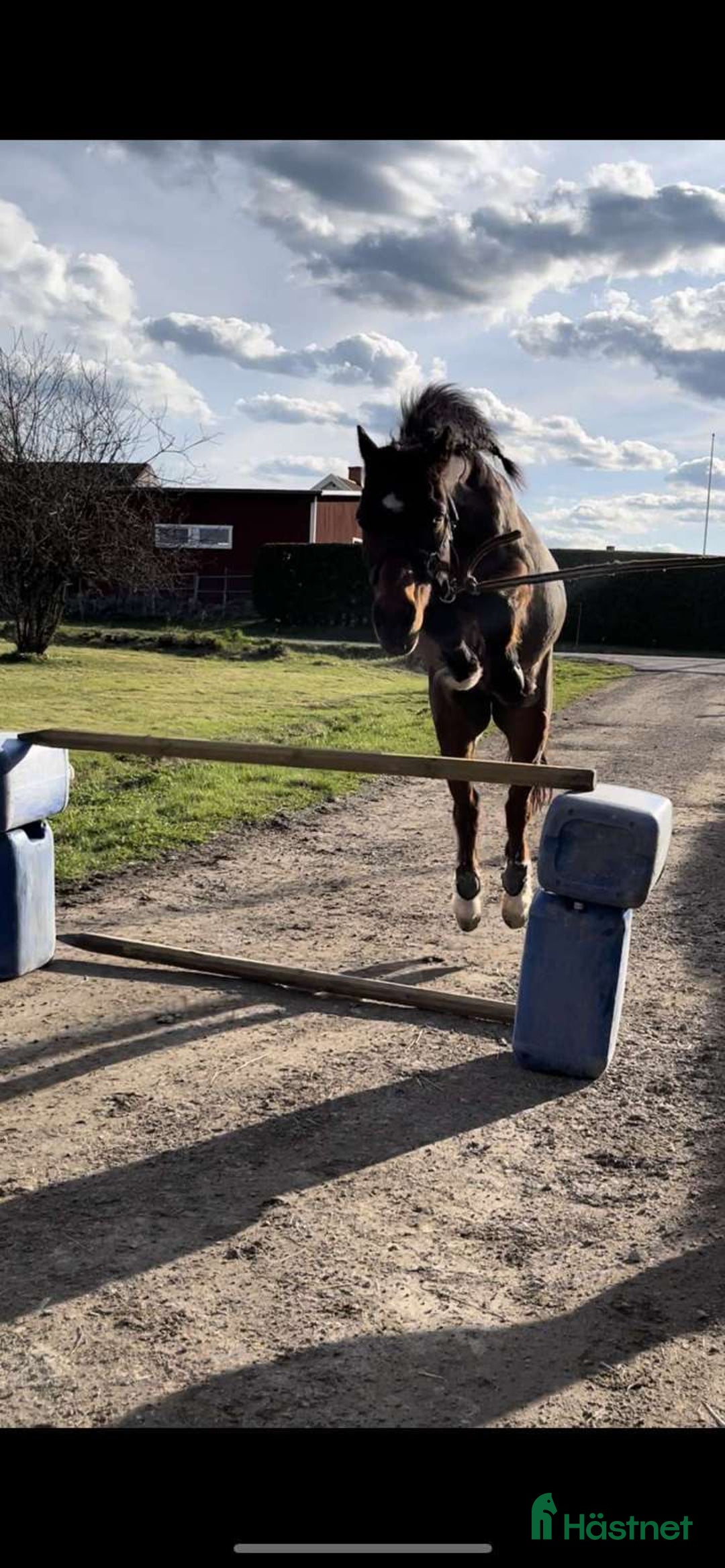 Allround hästar till salu: Träningskompis i Falun - Annons 4