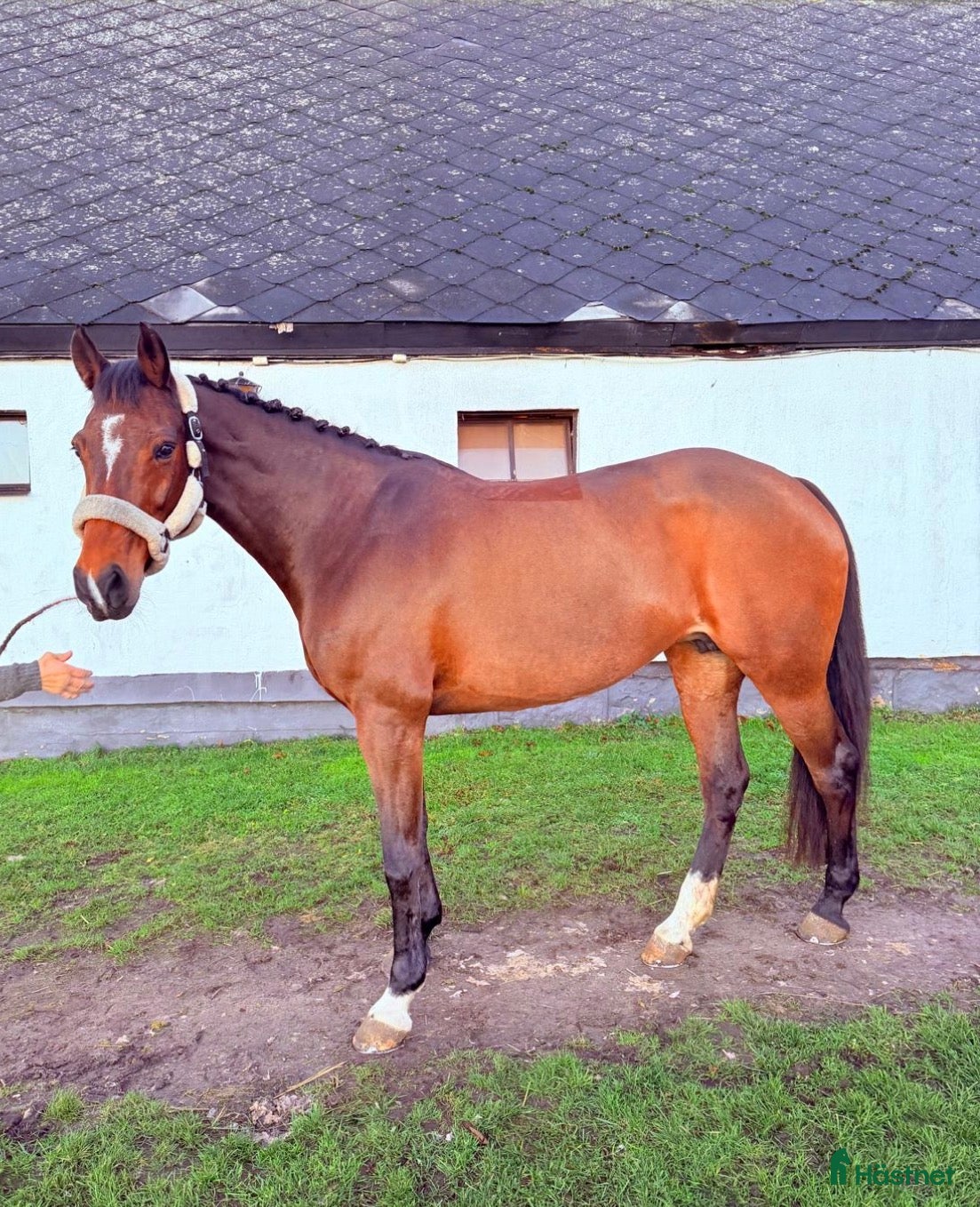  hästar ⭐️ELEGANT STO MED HJÄRTA OCH KAPACITET⭐️ i Lövestad - Annons 4