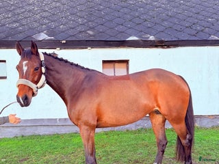 hästar ⭐️ELEGANT STO MED HJÄRTA OCH KAPACITET⭐️ i Lövestad - Annons 11