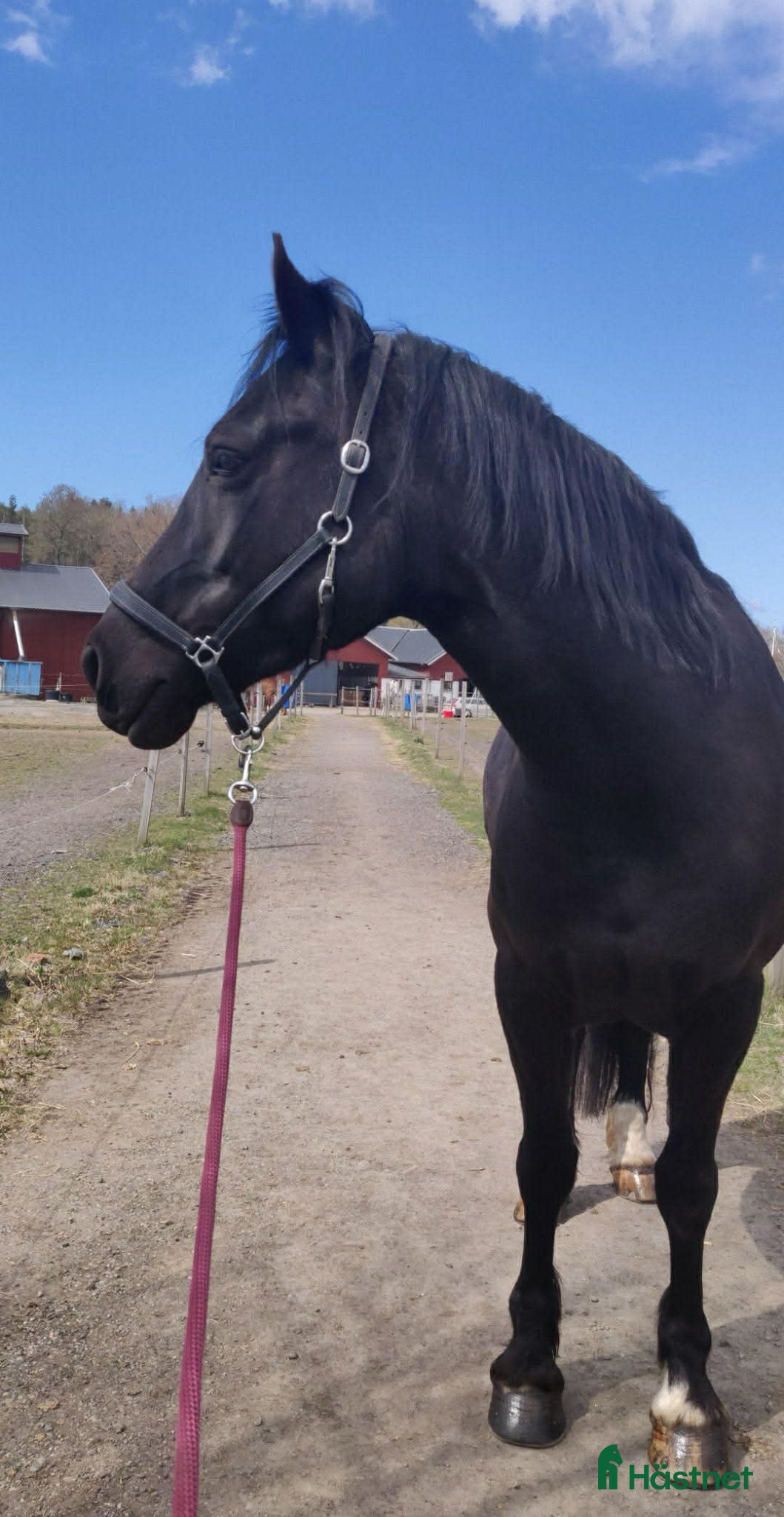  hästar Vacker welsh cob ⭐️ - Annons 1