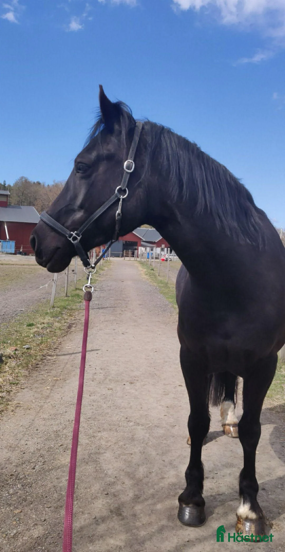 Allround hästar till salu: Vacker welsh cob ⭐️ i Göteborg - Annons 1