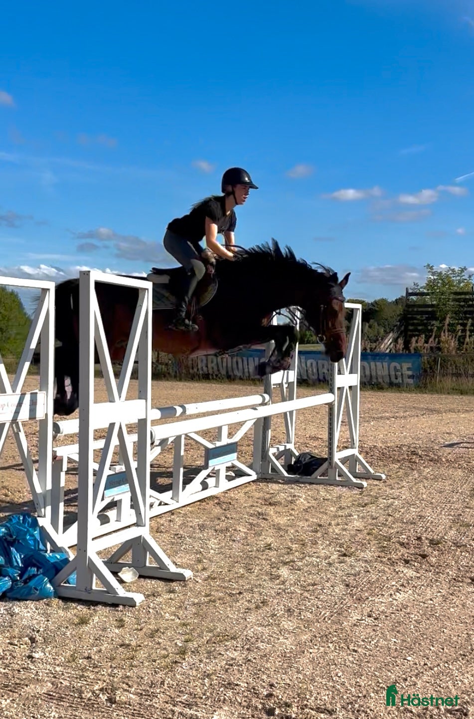  hästar Avel/skogen/hoppning - Annons 5