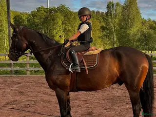 medryttarhäst sökes: Hopphästar söker medr (även ponny) i Arkelstorp - Annons 1
