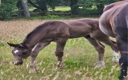 Dressyr hästar till salu: Vacker svart 1 årig hingst med härlig utstrålning  i Hallaröd - Bild 12