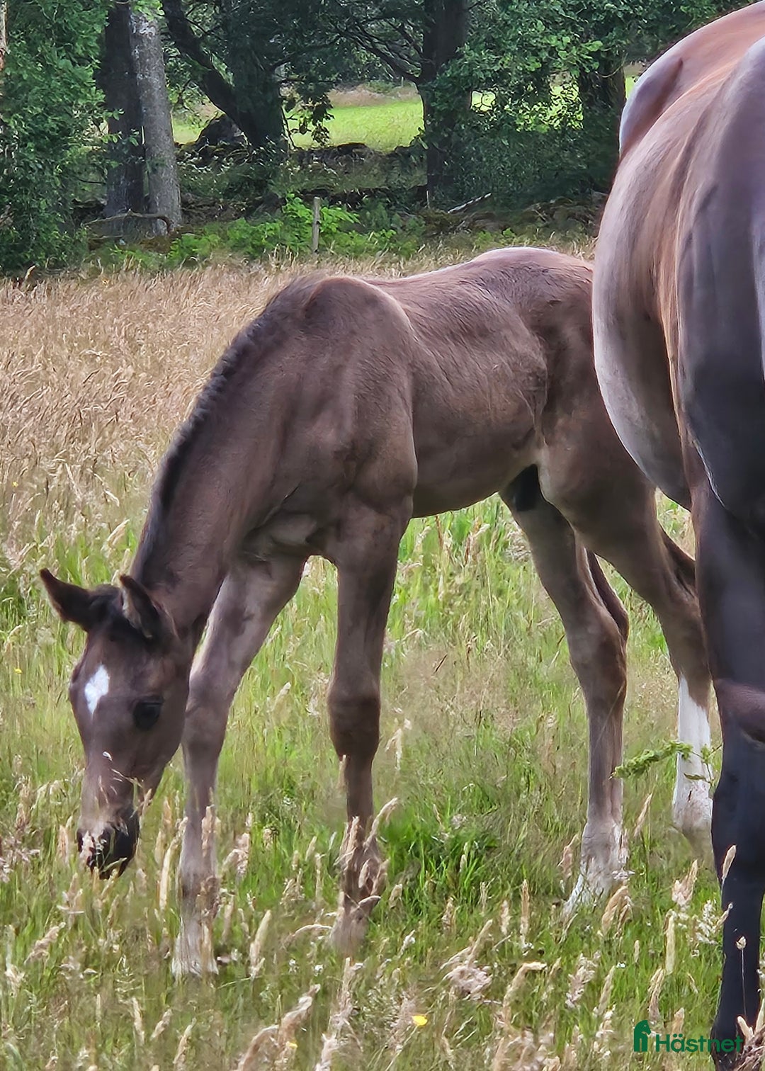 Dressyr hästar till salu: Vacker svart 1 årig hingst med härlig utstrålning  i Hallaröd - Bild 12