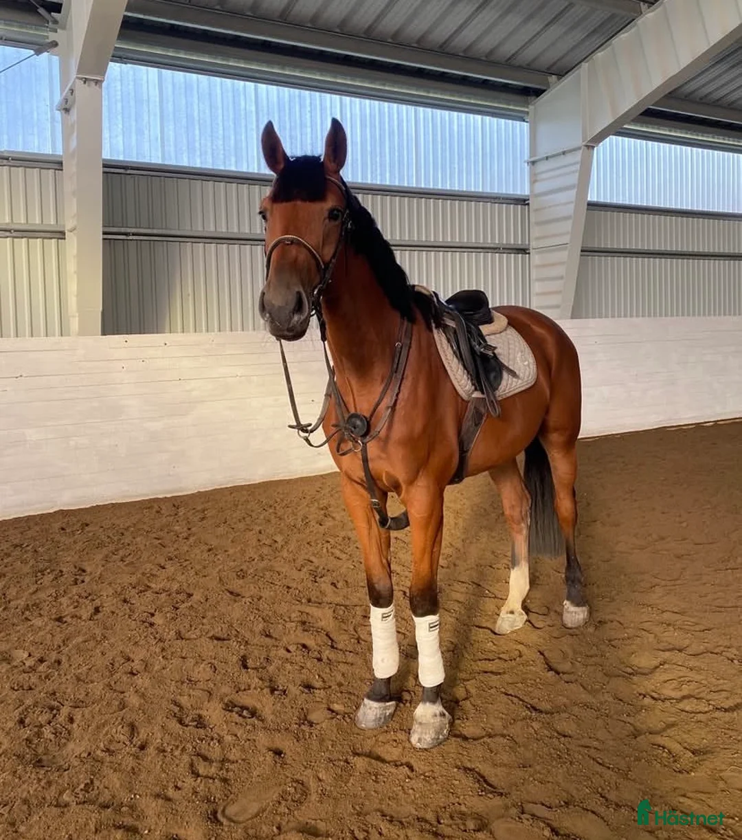 Hoppning hästar till salu: Underbar valack med potential & utstrålning! - Annons 1