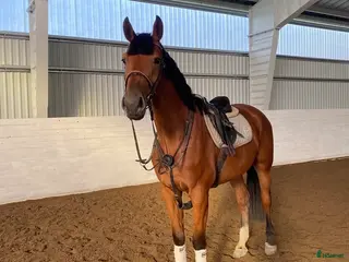 hästar Underbar valack med potential & utstrålning! - Annons 11