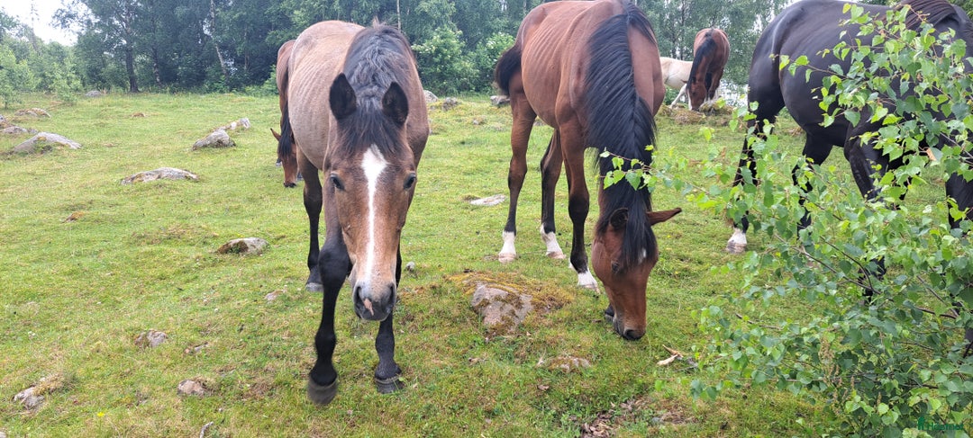 Hoppning hästar till salu: Unghingst i Hörby - Annons 2