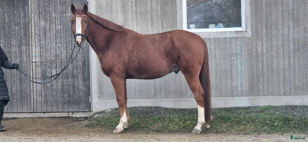 Allround hästar till salu: Swb kille med utstrålning i Askersund - Annons 2