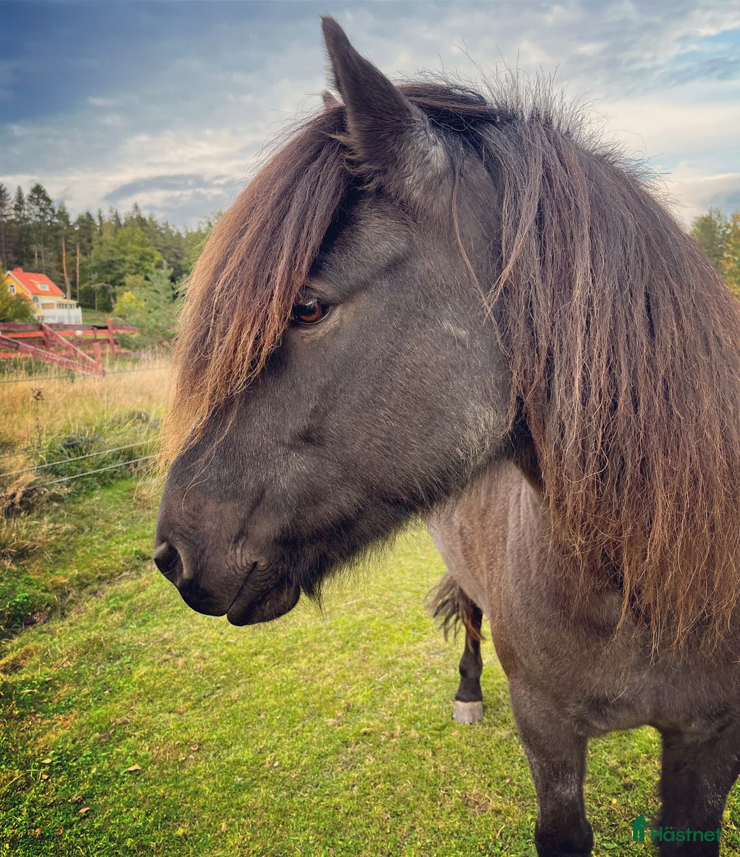 Island hästar till salu: Ljuvlig valack, mor- och dotterhäst i Norra Sorunda - Annons 2