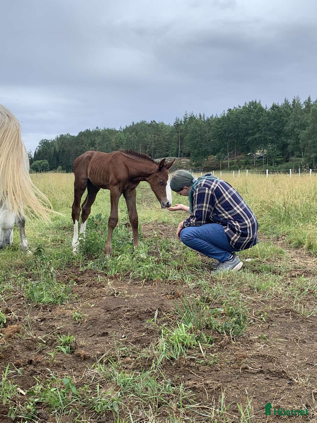 Allround hästar sökes: Foderhäst sökes i Vikbolandet - Annons 1
