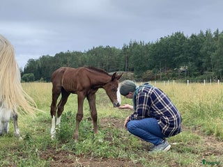hästar Foderhäst sökes i Vikbolandet - Annons 18