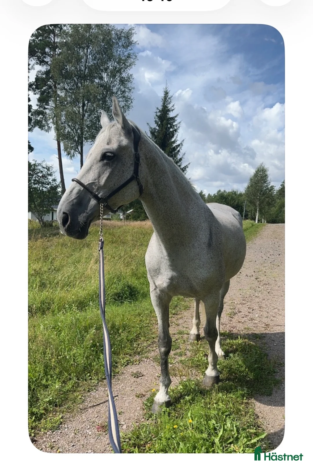 Allround hästar till salu: Lyxig mamma/dotter häst  - Annons 4