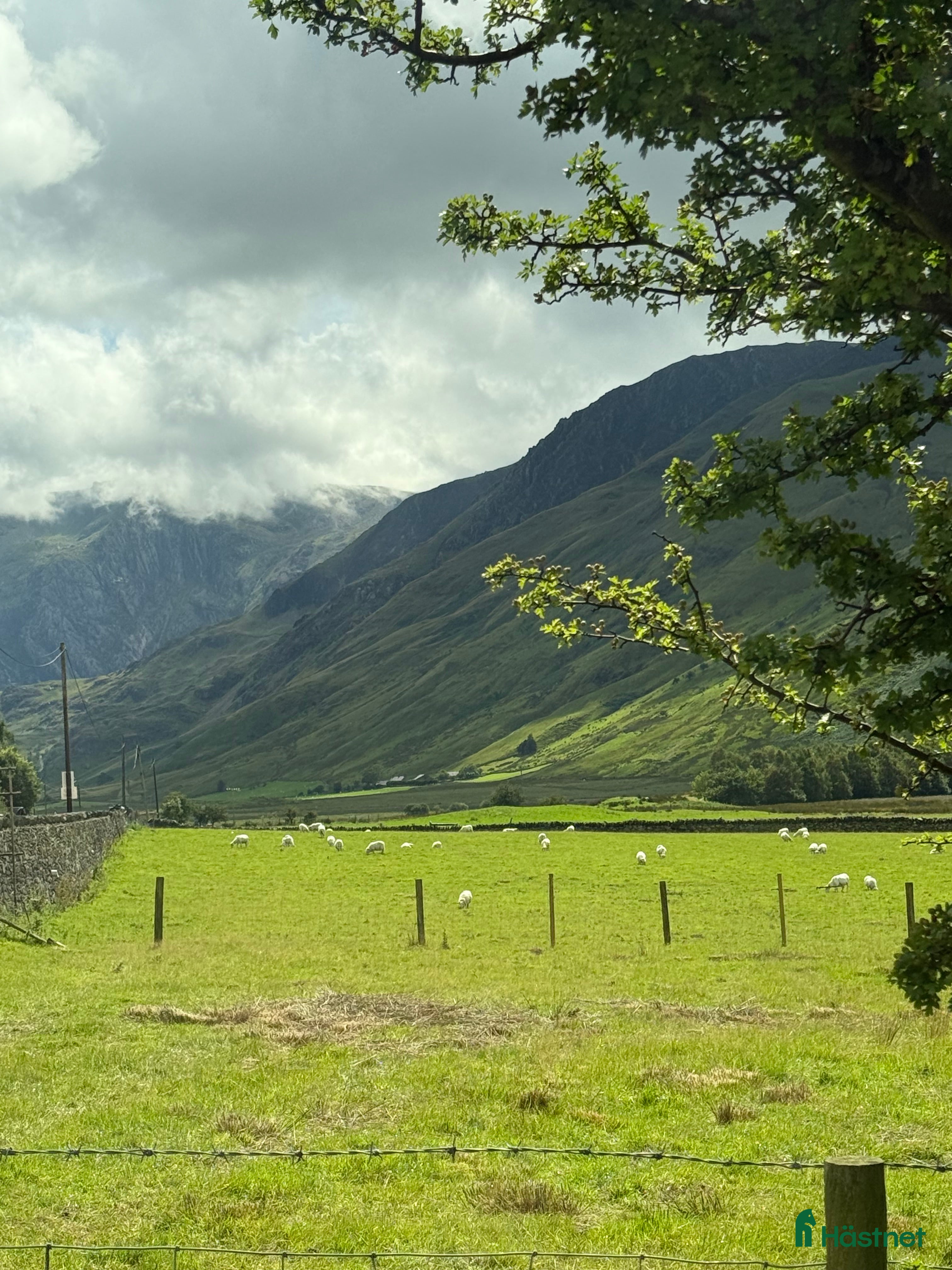  hästjobb Genuin, ansvarstagande medarbetare i Löddeköpinge - Annons 12