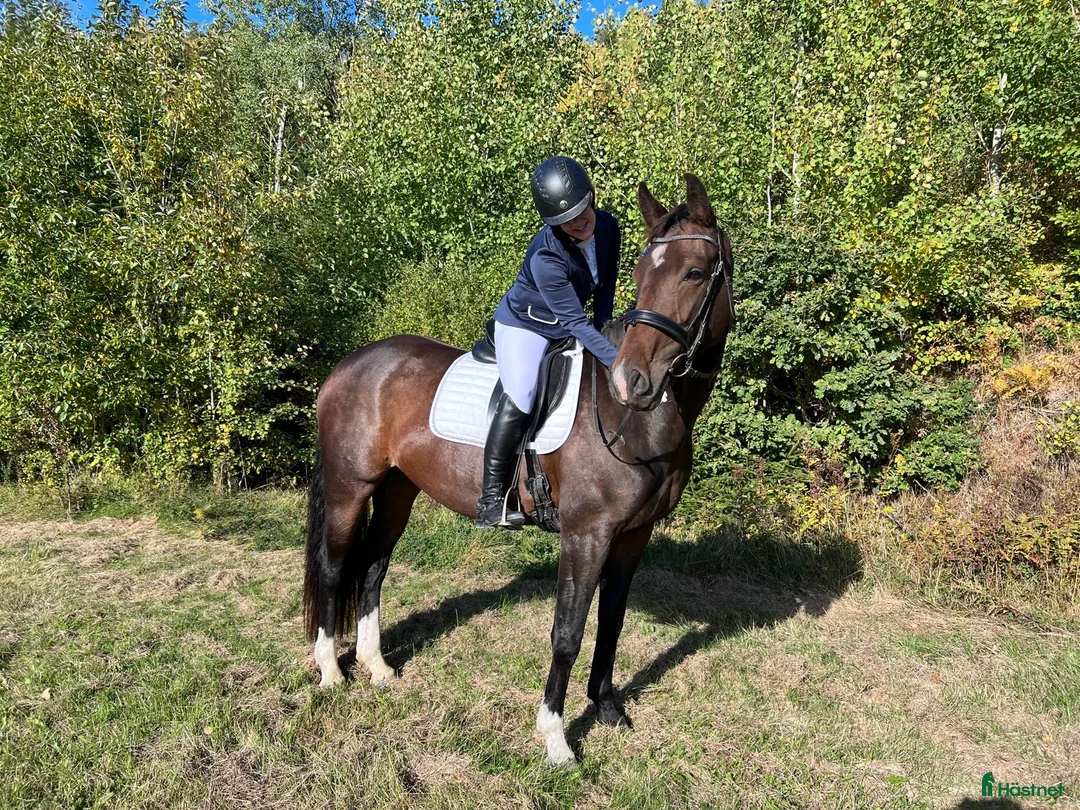 Allround hästar till salu: Läckert sto i Norrtälje - Annons 4