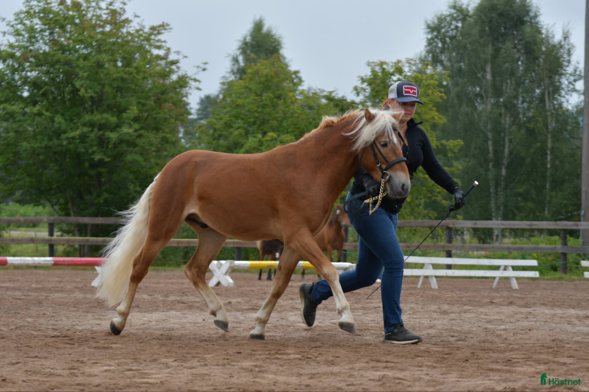  hästar 2årig russhingst med potential  i Rättvik - Annons 15