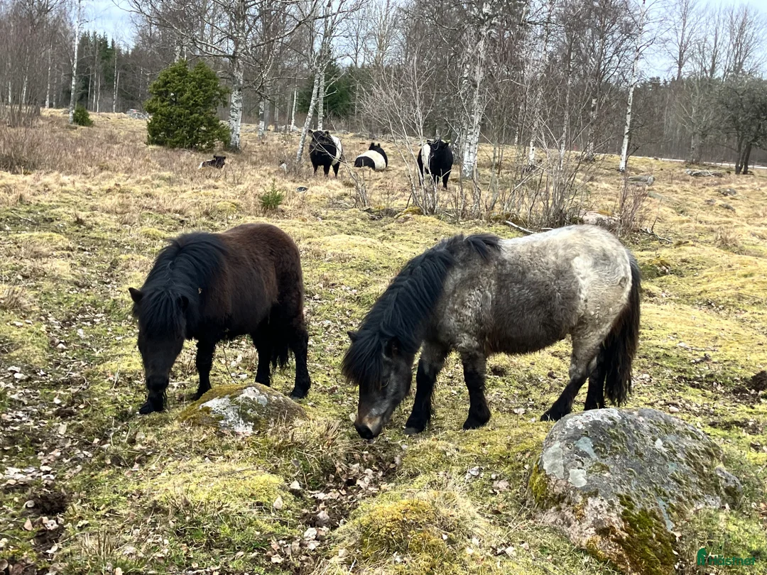 Allround hästar till salu: Mammut och Gargamel söker nya hem - Annons 2