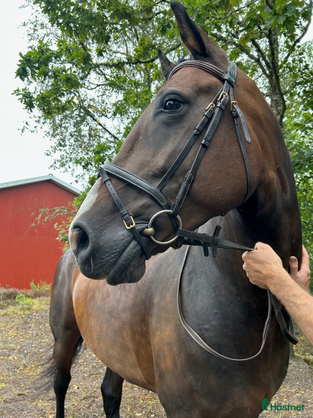 Allround hästar till salu: Sötaste Rosie  i Ankarsrum - Annons 2