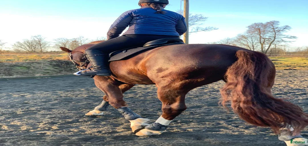 Galleribild {{count}}