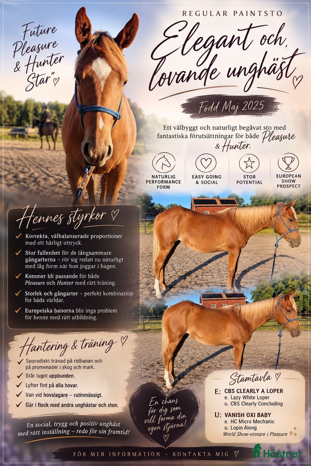  hästar Elegant Paintsto med framtid för Pleasure & Hunter - Annons 1