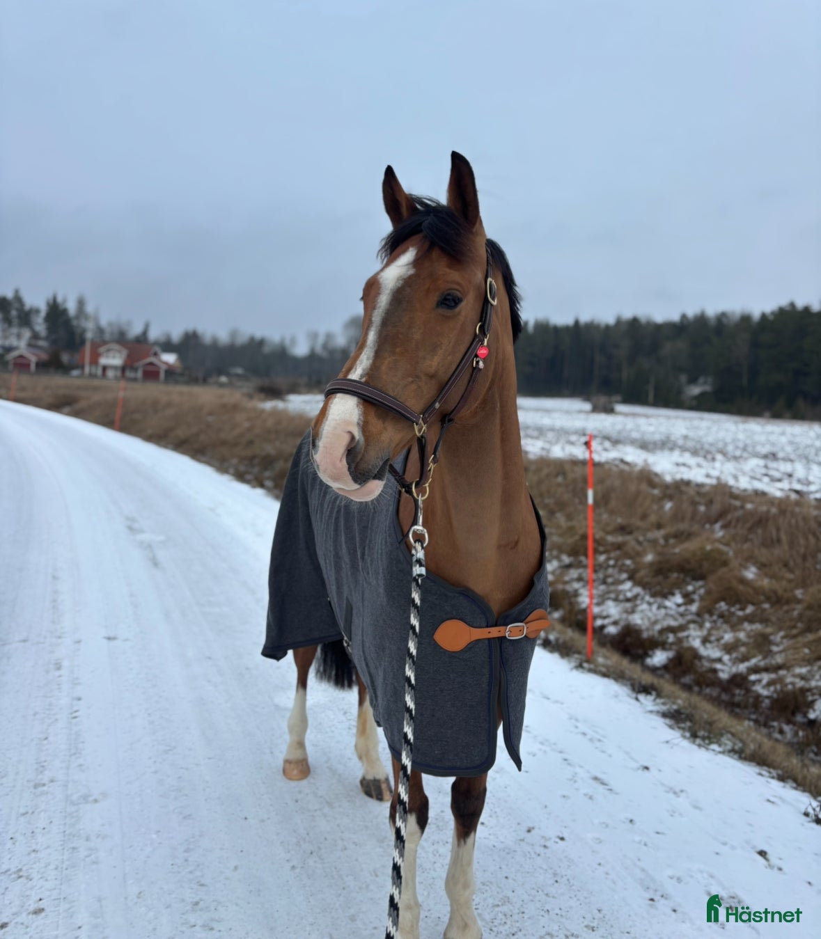 Täcken hästutrustning till salu: Finaste ulltäcket i Tyresö - Annons 22