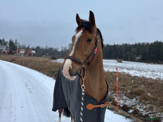 Täcken hästutrustning till salu: Finaste ulltäcket i Tyresö - Annons 3