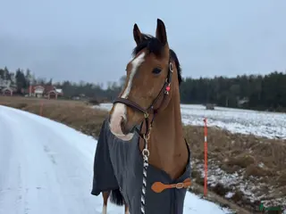 Täcken hästutrustning till salu: Finaste ulltäcket i Tyresö - Annons 3