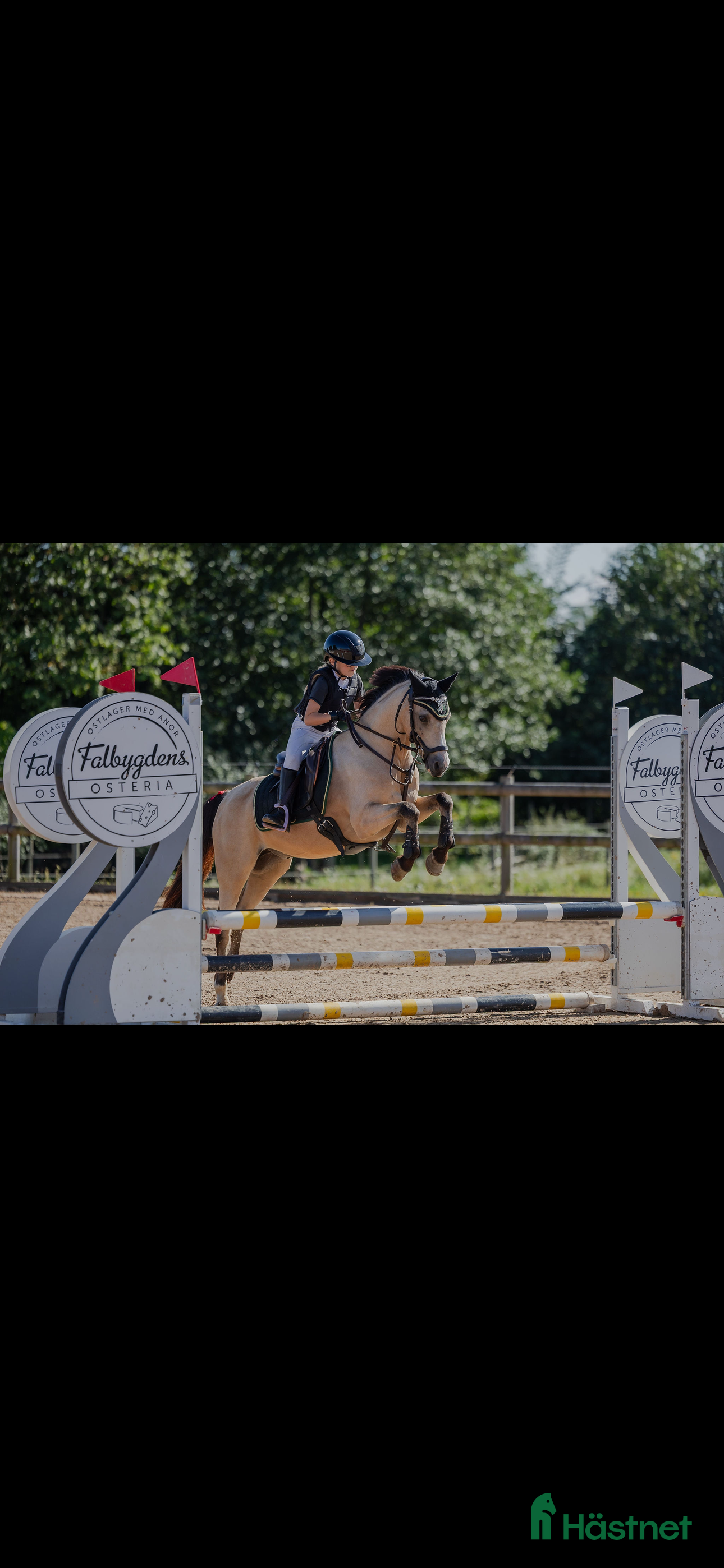 Allround hästar till salu: Superfin B-ponny  - Annons 1