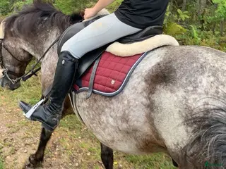 Ridbyxor ryttarutrustning till salu: Ljusgråa Maya delorez i Sunne - Annons 15