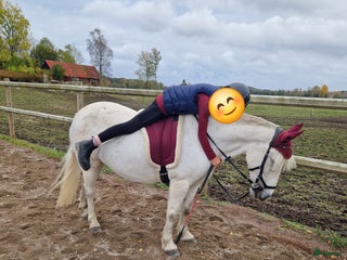 hästar B ponny i Åmål - Annons 2