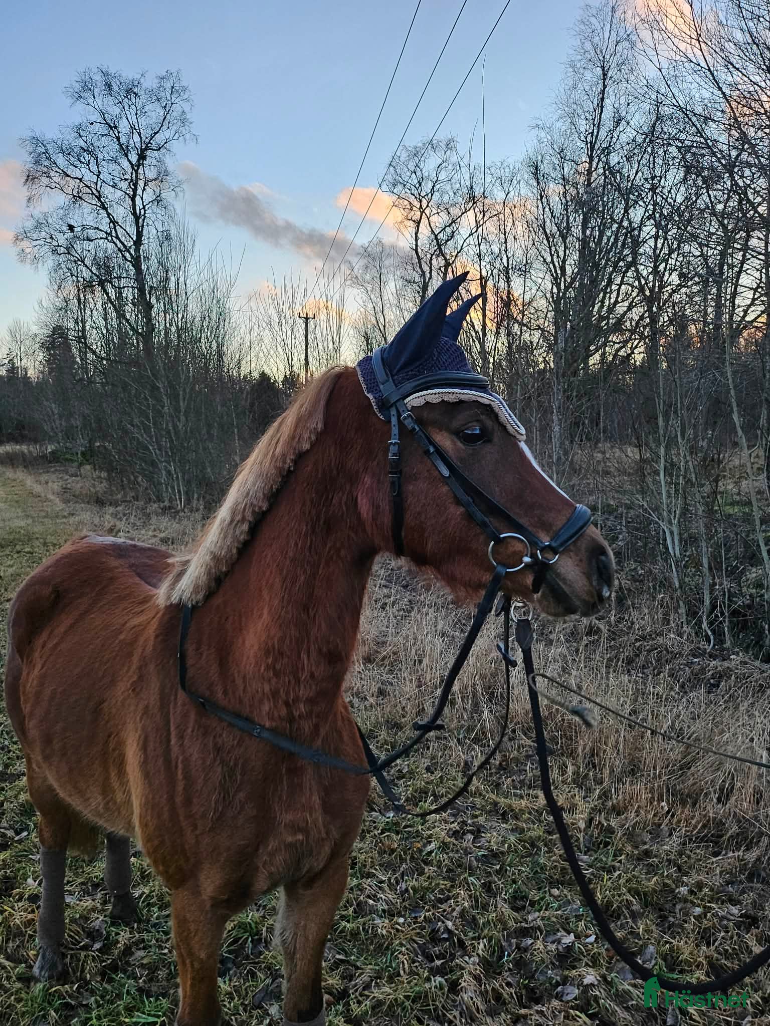  hästar Lovande framtidsponny 🌸 - Annons 16