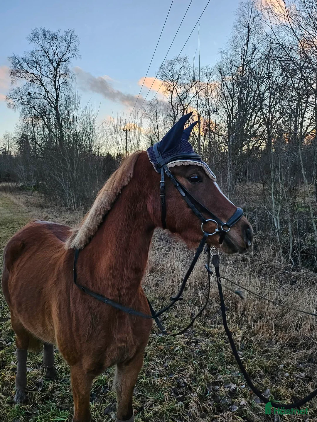 Allround hästar till salu: Lovande framtidsponny 🌸 - Annons 1