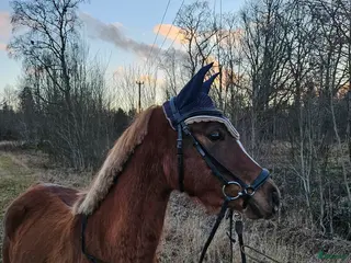 hästar Lovande framtidsponny 🌸 - Annons 16