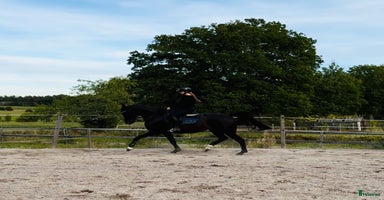  hästar i Västervik - Annons 10