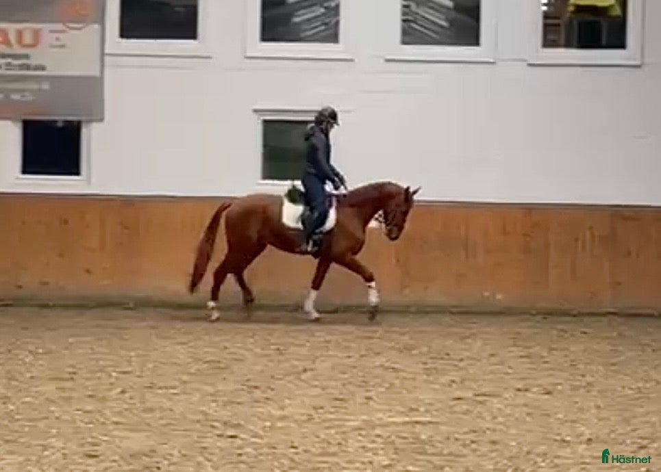  hästar Rar dressyrvalack i mindre förpackning - Annons 1