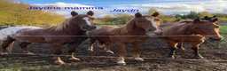 Western hästar till salu: Charmig Appaloosa-valack - Annons 10