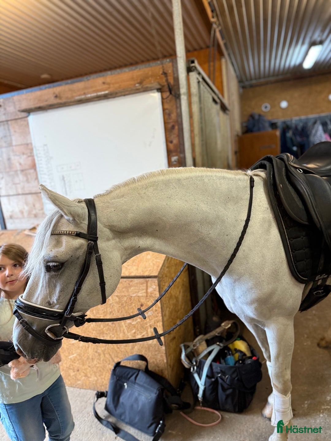 Dressyr hästar till salu: Drömponny för den lilla ryttaren i Norrköping - Annons 13