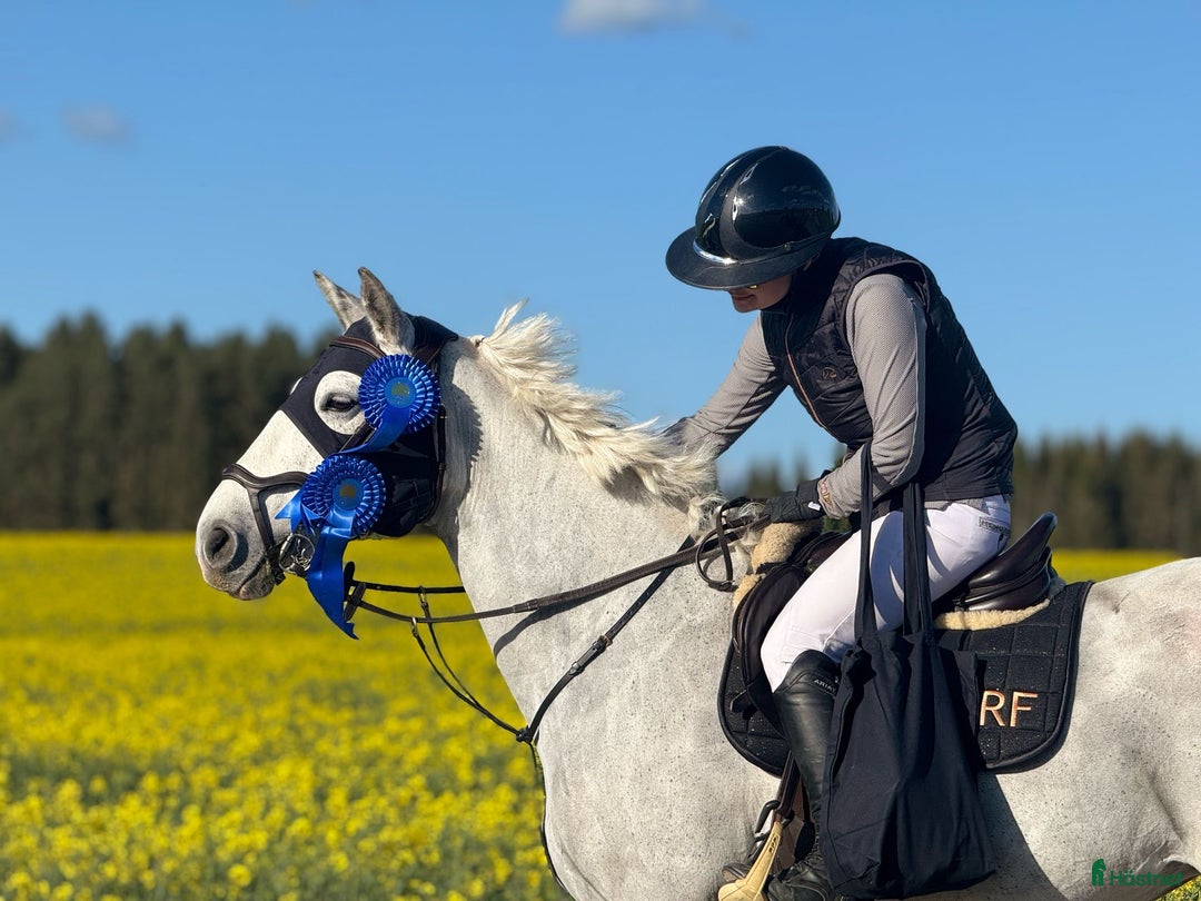 Hoppning hästar till salu: Maxat d-ponny sto med kapacitet - Annons 4
