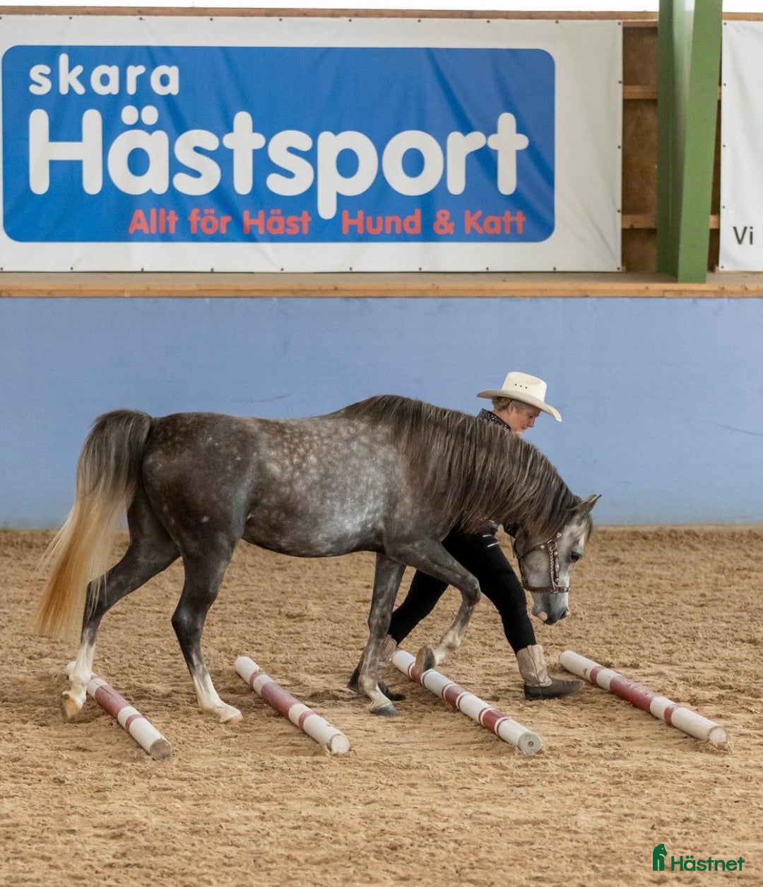 Allround hästar till salu: Trevlig arab valack!  i Alingsås - Annons 4