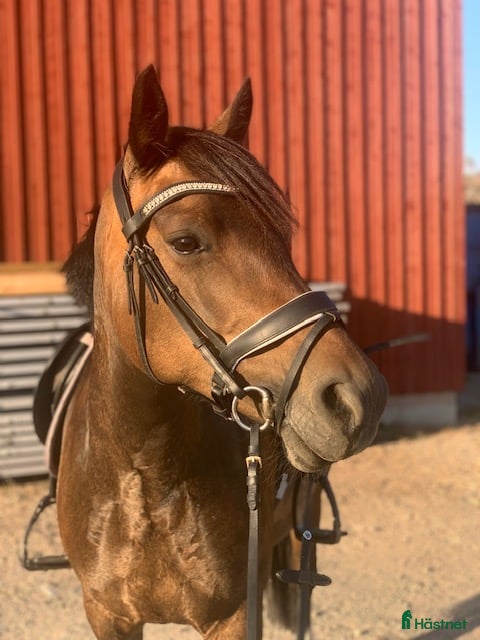 hästar Härlig allround ponny - Annons 1