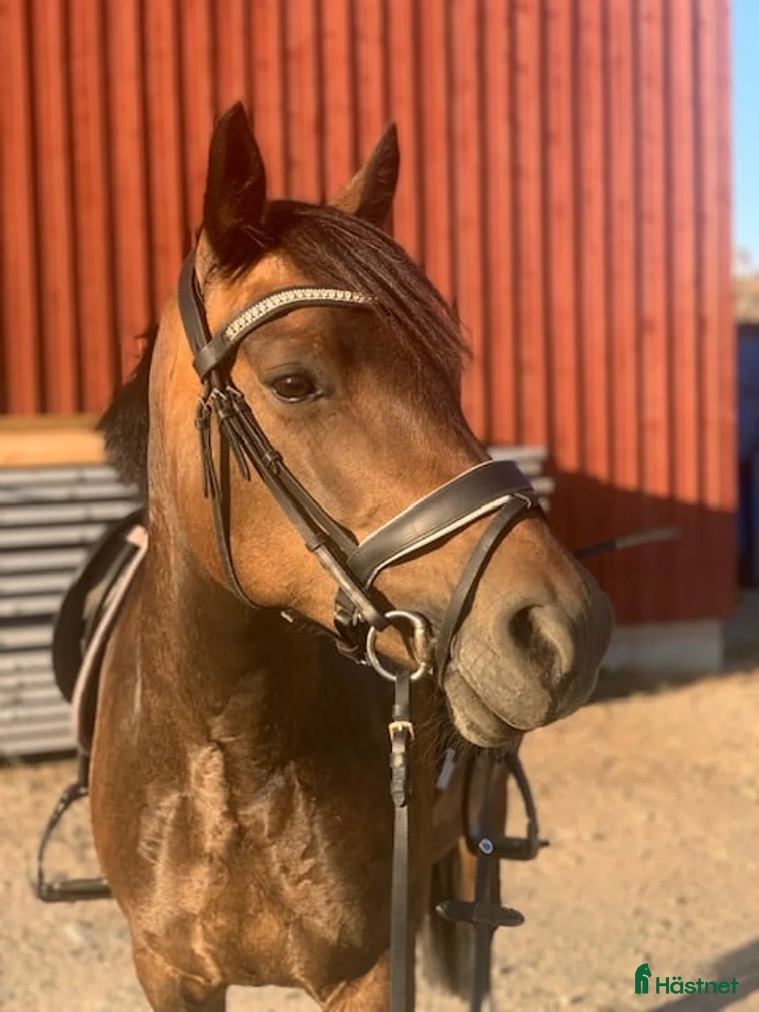 Allround hästar till salu: Härlig allround ponny - Annons 1