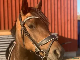hästar Härlig allround ponny - Annons 3