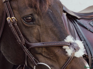 Träns hästutrustning Nytt Dyon träns, endast provat - Annons 16