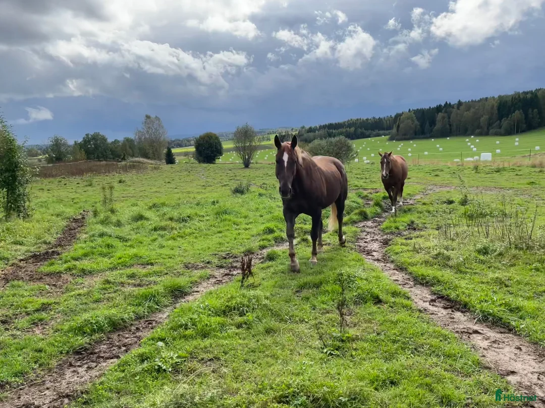 Western hästar till salu: Fantastisk Quarter - Annons 1