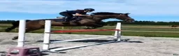 Allround hästar till salu: Härligt sto för hoppning eller fälttävlan 🌟 i Eslöv - Annons 2